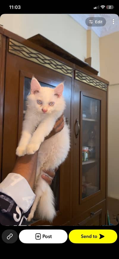 Siamese x Persian Kitten