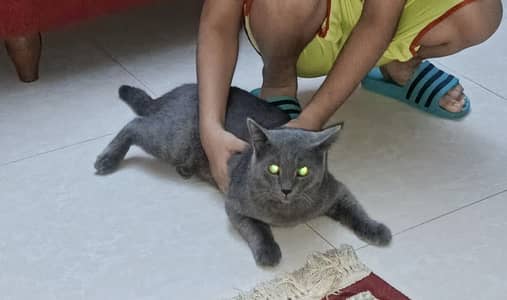 cate for sale