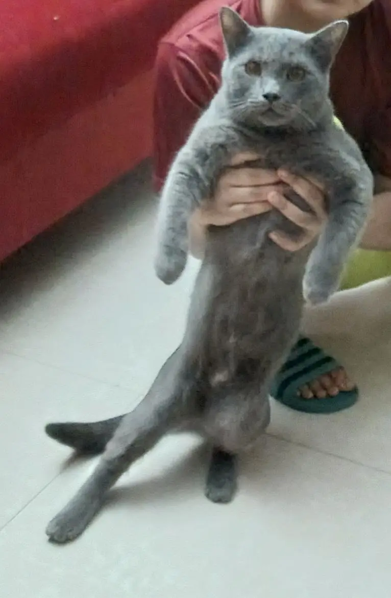 cate for sale — photo 2