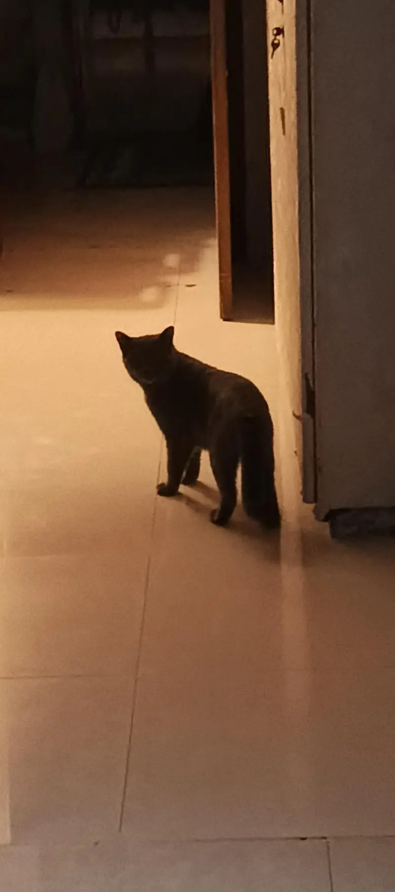 cate for sale — photo 3