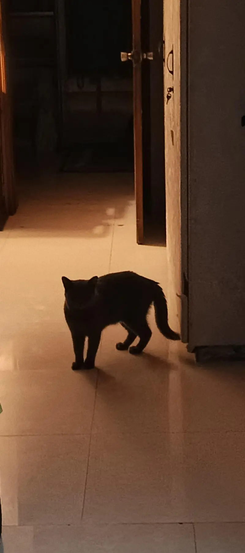 cate for sale — photo 4
