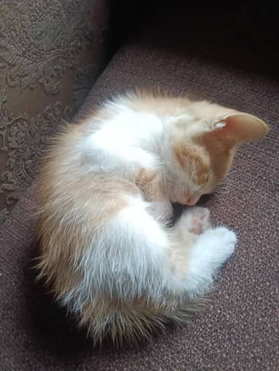 Adoption persian mix kittens