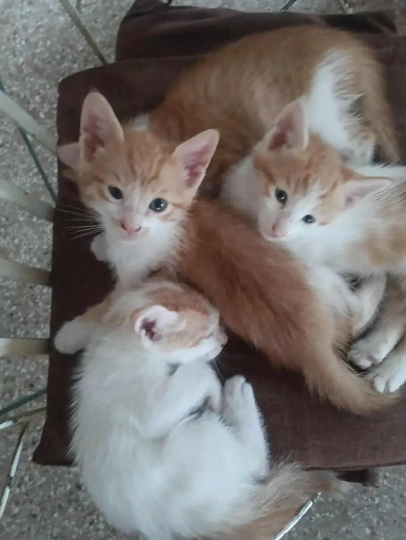 Adoption persian mix kittens — photo 2