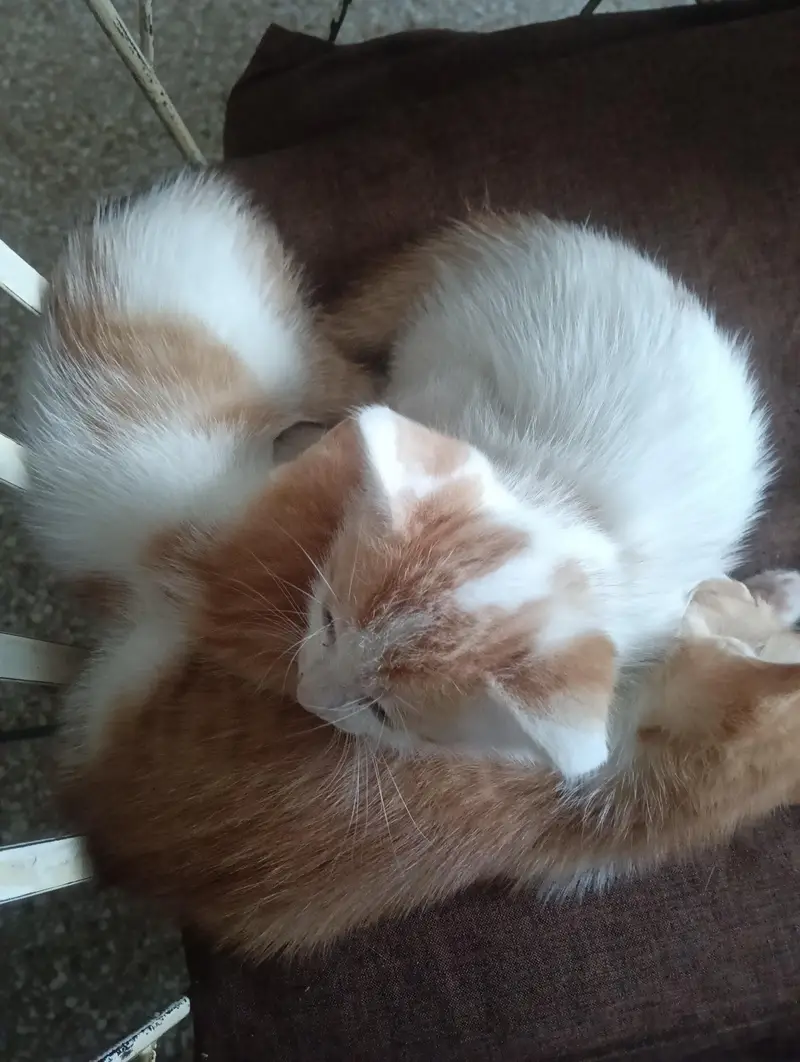 Adoption persian mix kittens — photo 3