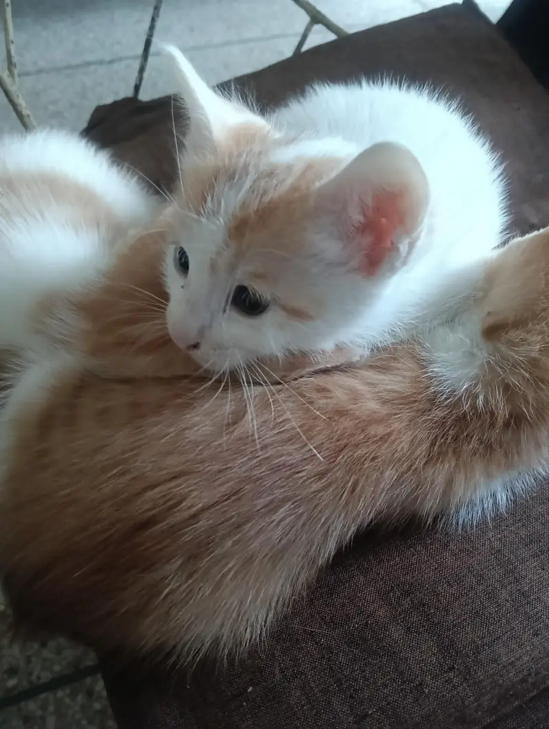 Adoption persian mix kittens — photo 4