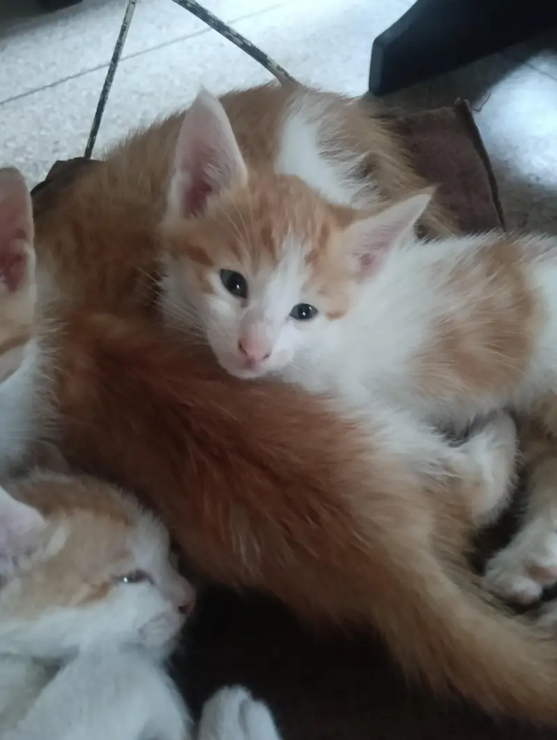 Adoption persian mix kittens — photo 5