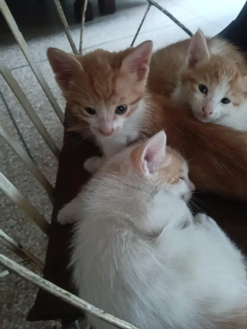Adoption persian mix kittens — photo 6