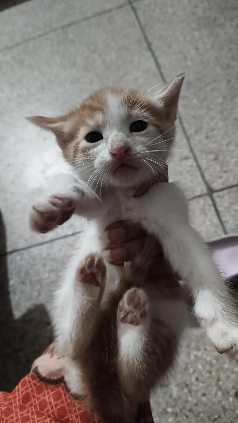 Adoption persian mix kittens — photo 7