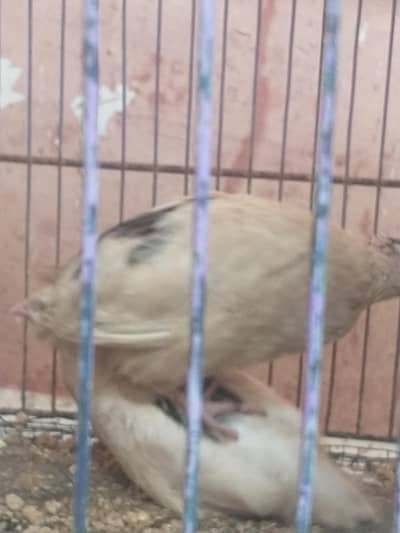 5 battair for sell in 1650Rs, 2 white, 3 black