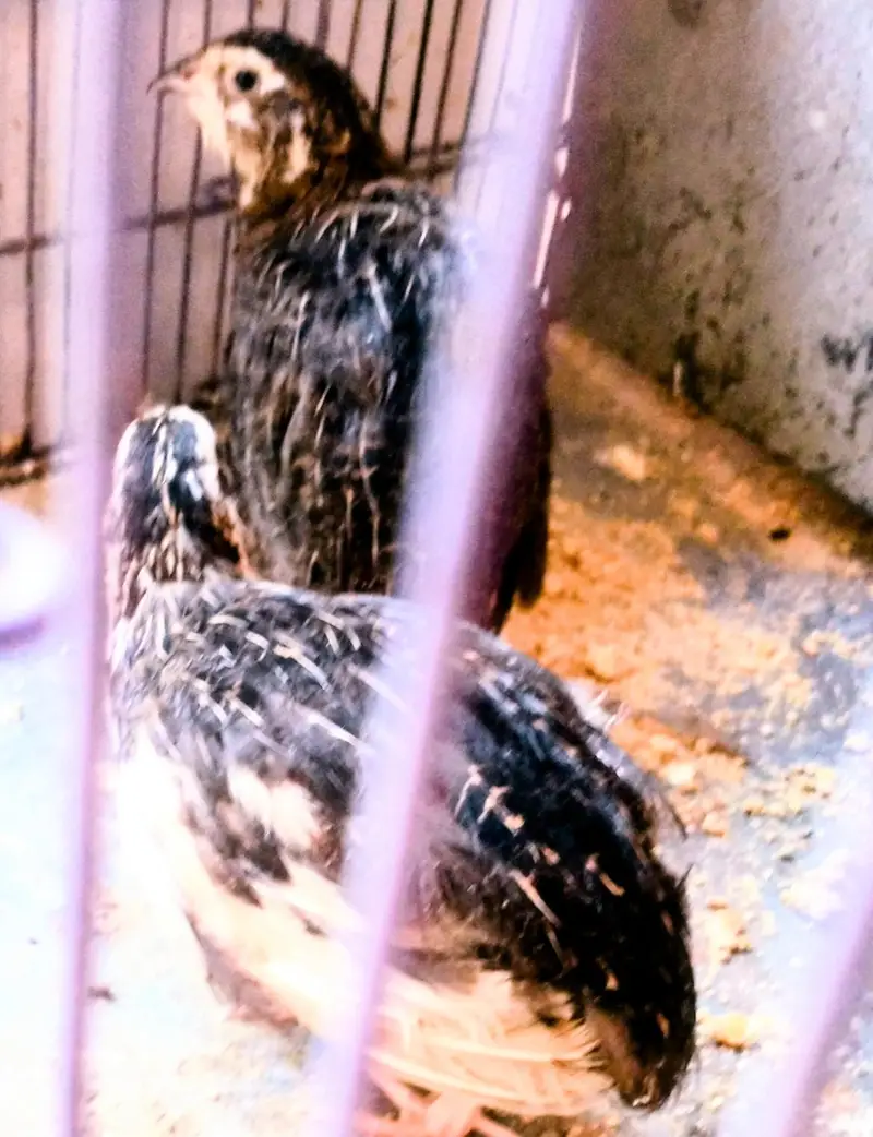 5 battair for sell in 1650Rs, 2 white, 3 black — photo 2