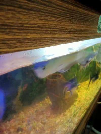 silver arowana