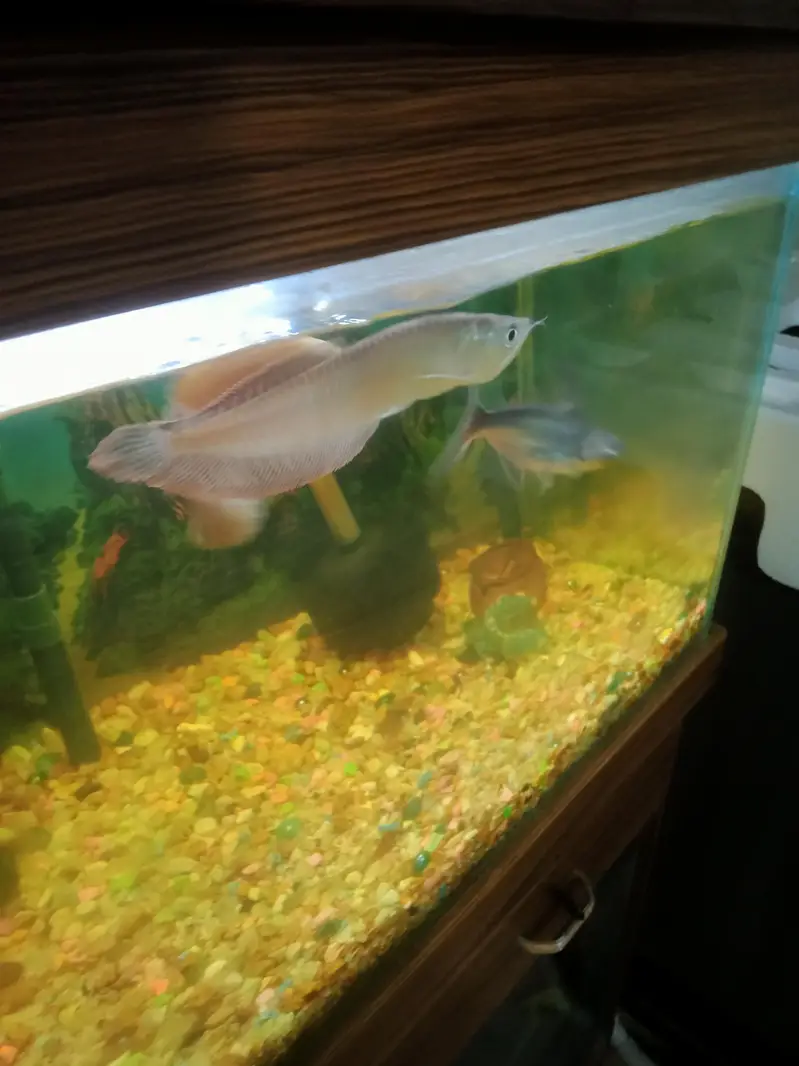 silver arowana — photo 2