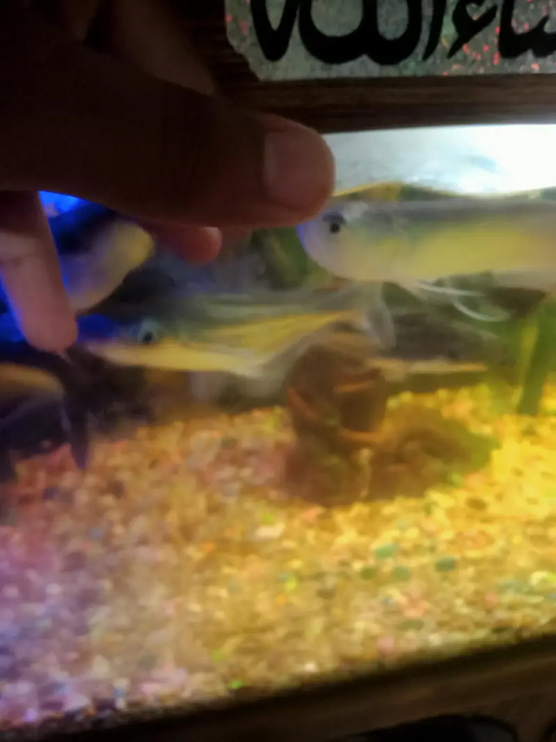silver arowana — photo 3