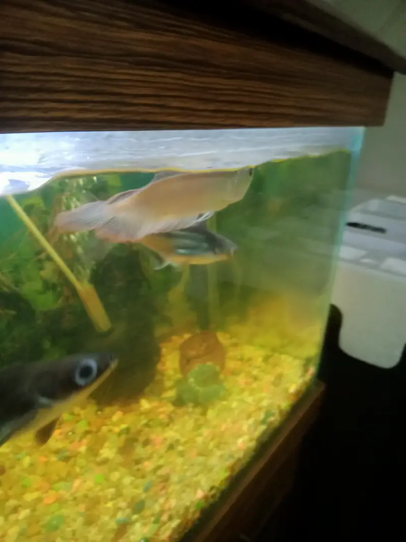 silver arowana — photo 4
