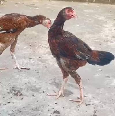 aseel pathi hens  03196643103