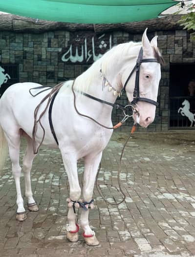 Nukra horse