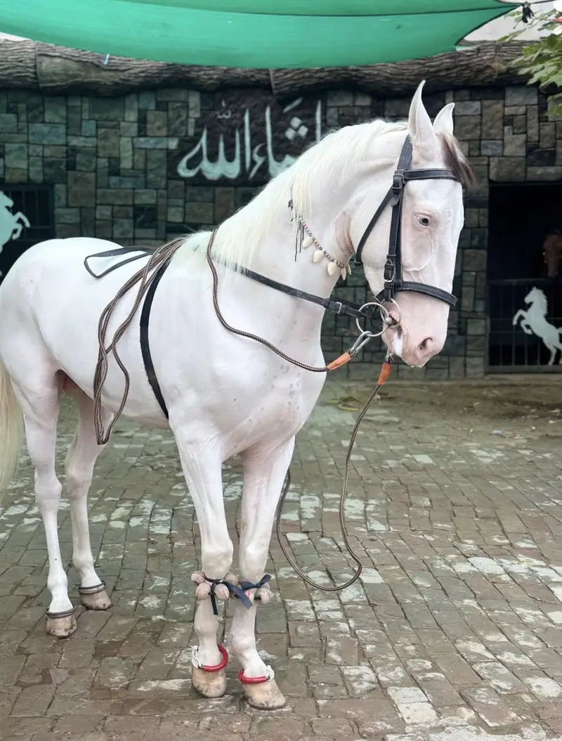 Nukra horse