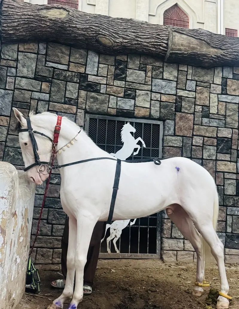 Nukra horse — photo 2