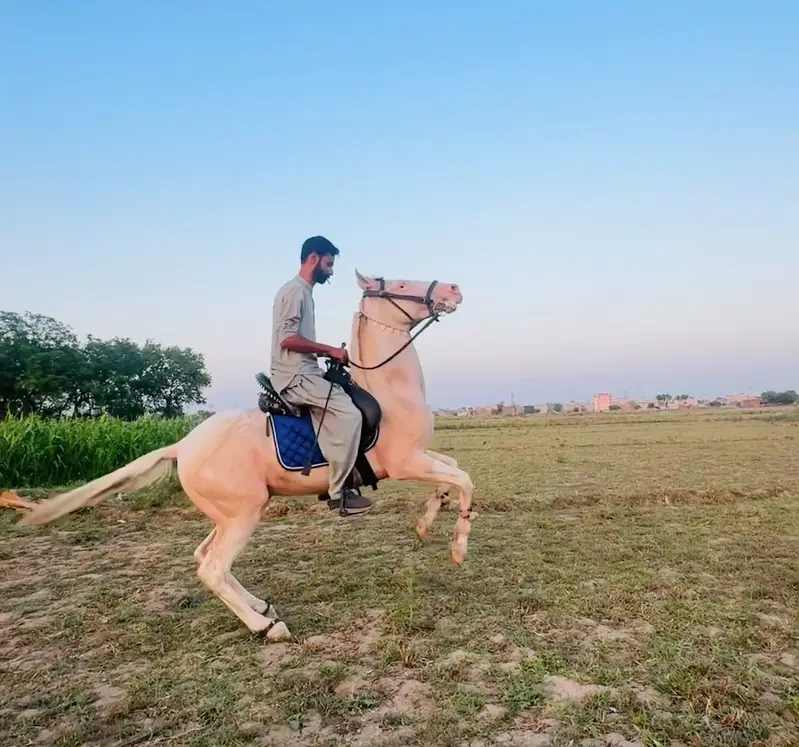 Nukra horse — photo 3