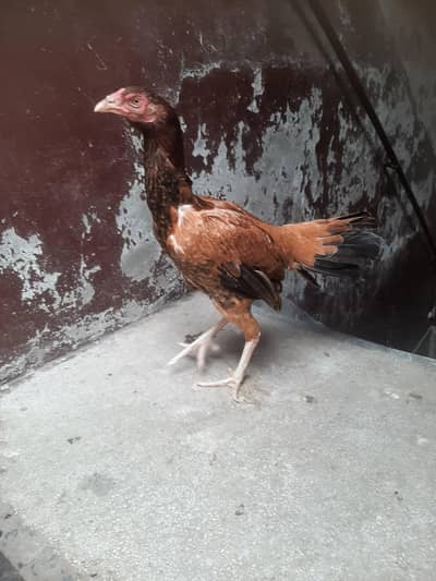 Aseel murgi Pure Pakistan breed