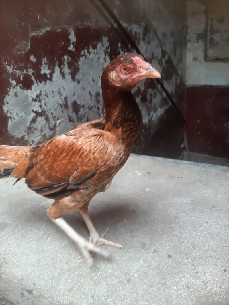 Aseel murgi Pure Pakistan breed — photo 2