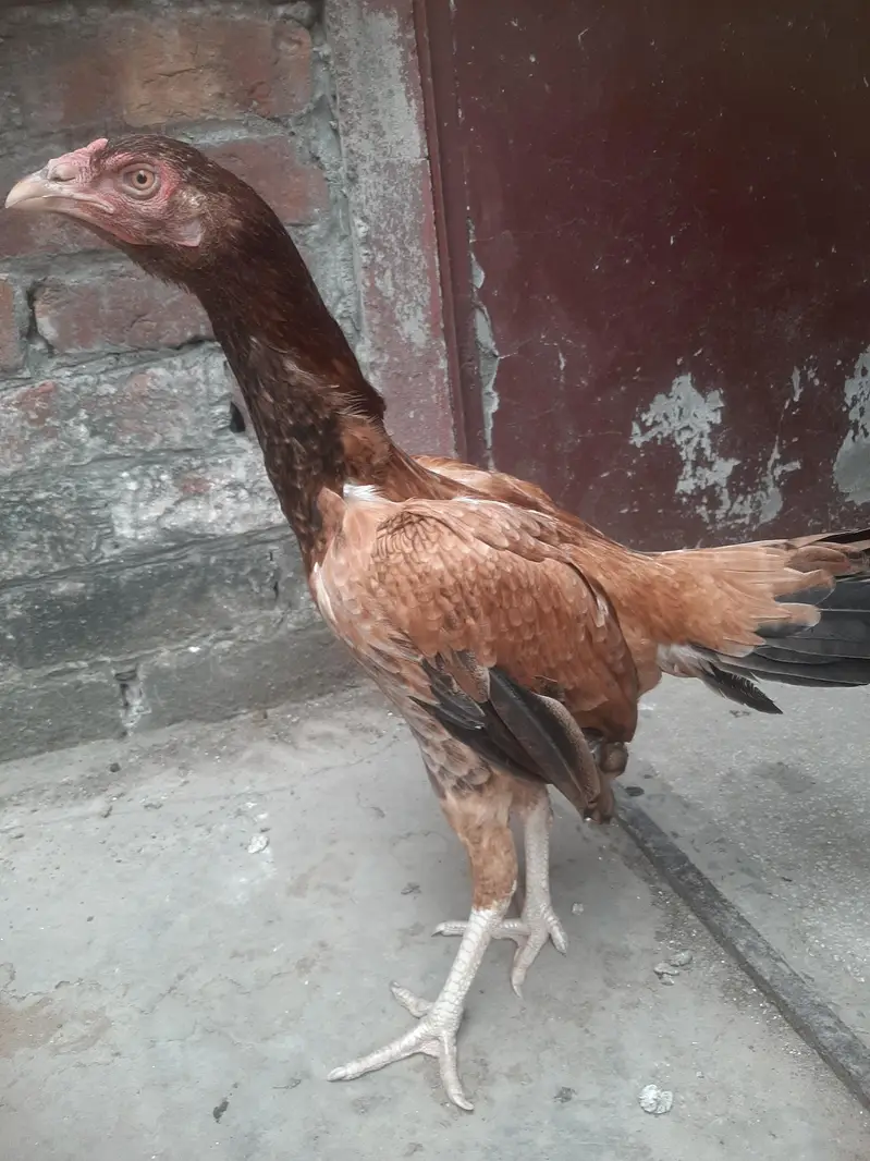 Aseel murgi Pure Pakistan breed — photo 3