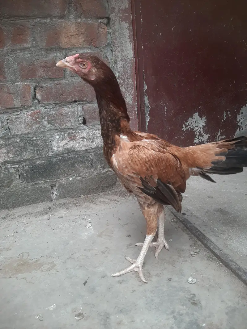 Aseel murgi Pure Pakistan breed — photo 4