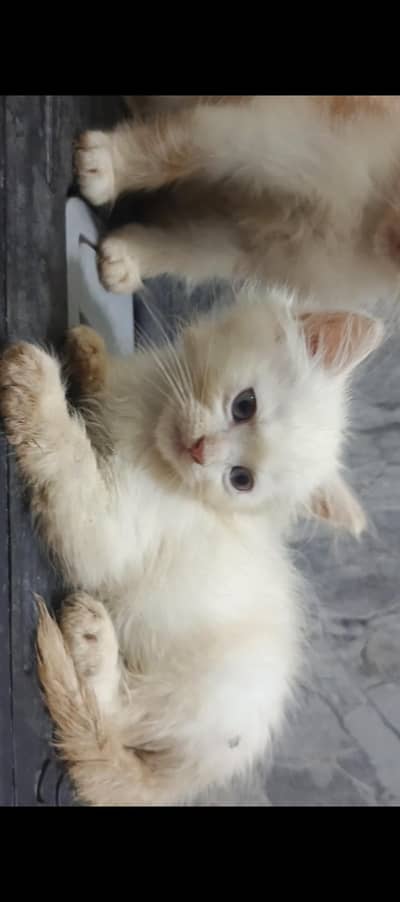 2 Kittens Persian | 2 Months Age