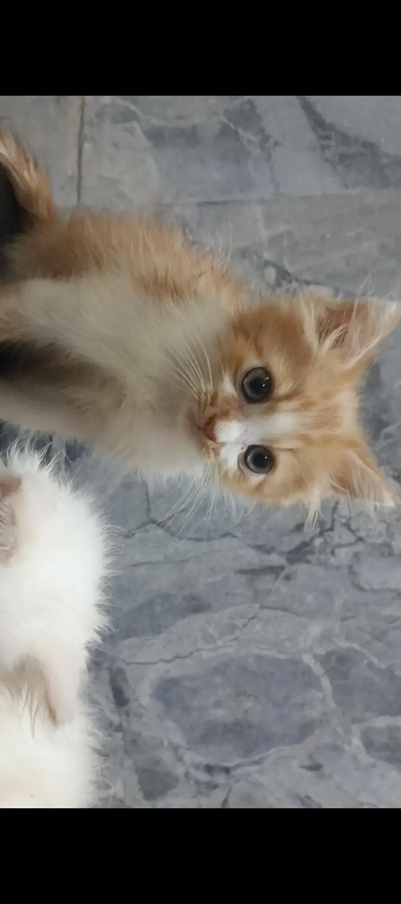 2 Kittens Persian | 2 Months Age — photo 2