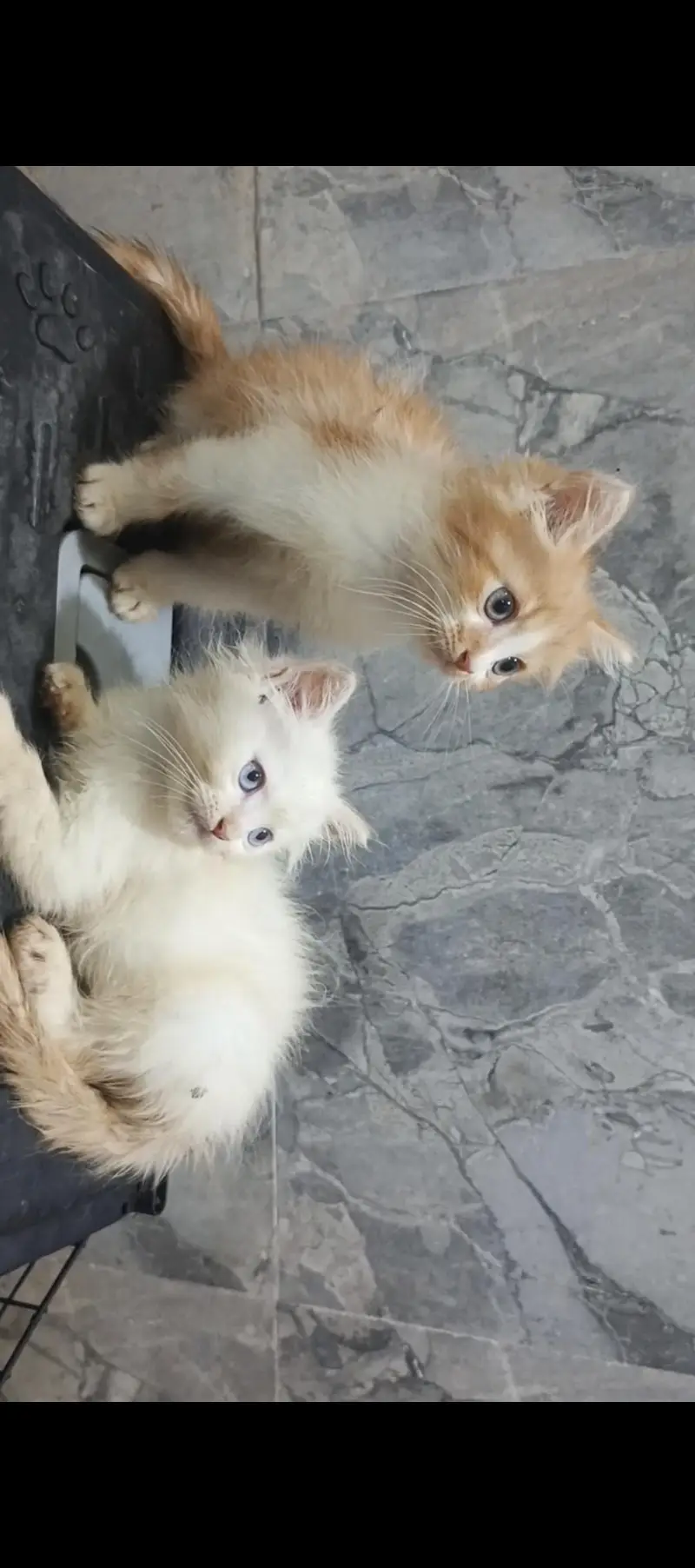 2 Kittens Persian | 2 Months Age — photo 3