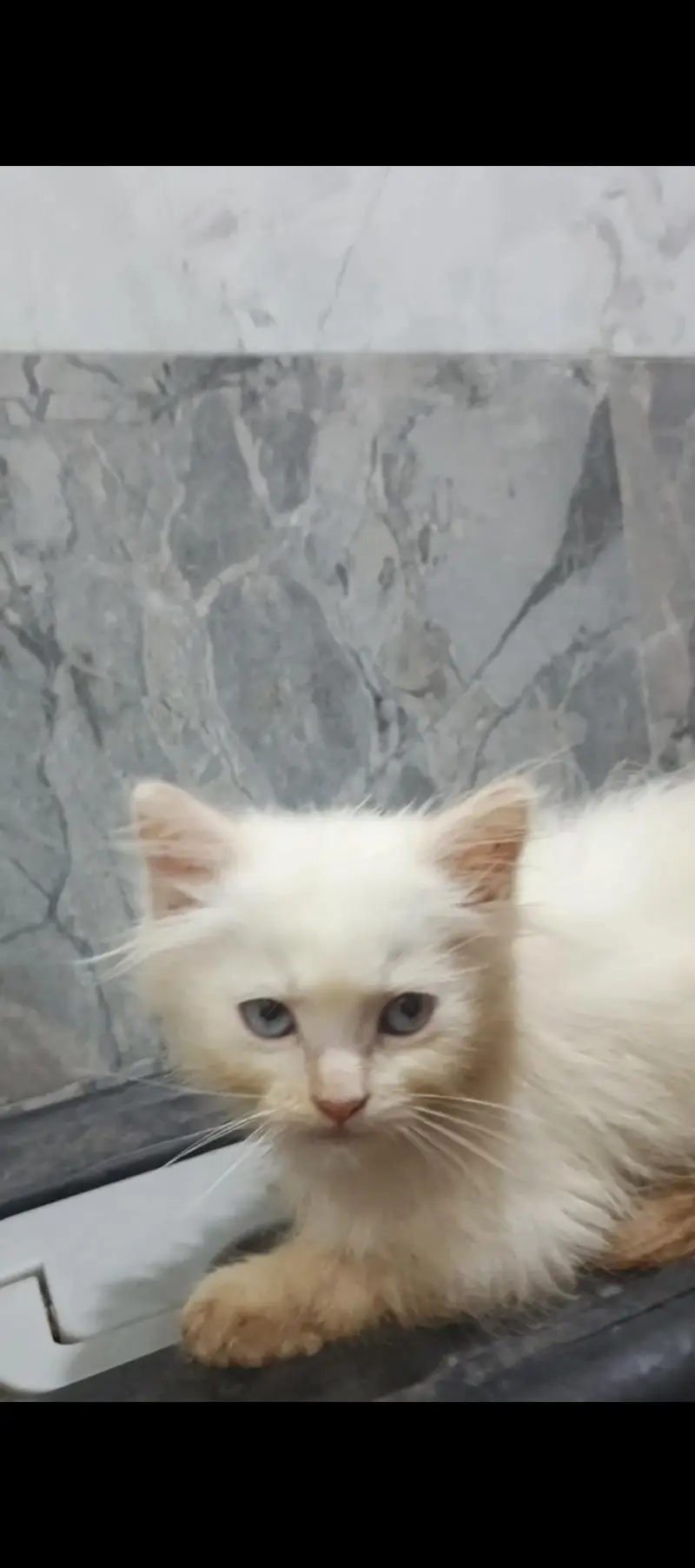 2 Kittens Persian | 2 Months Age — photo 4