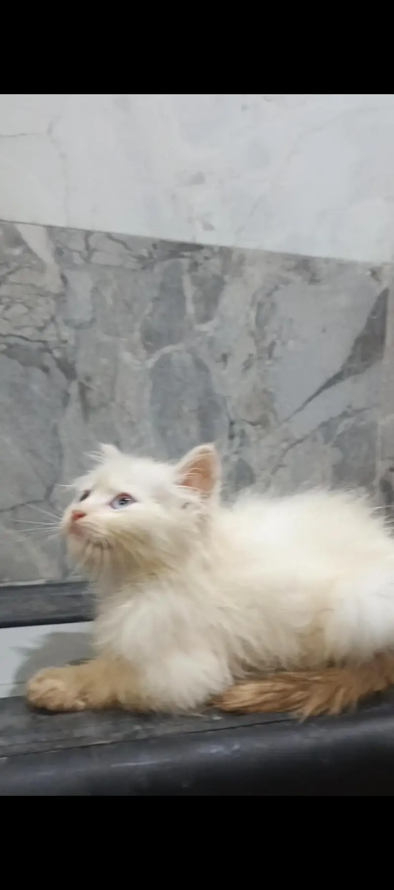 2 Kittens Persian | 2 Months Age — photo 5