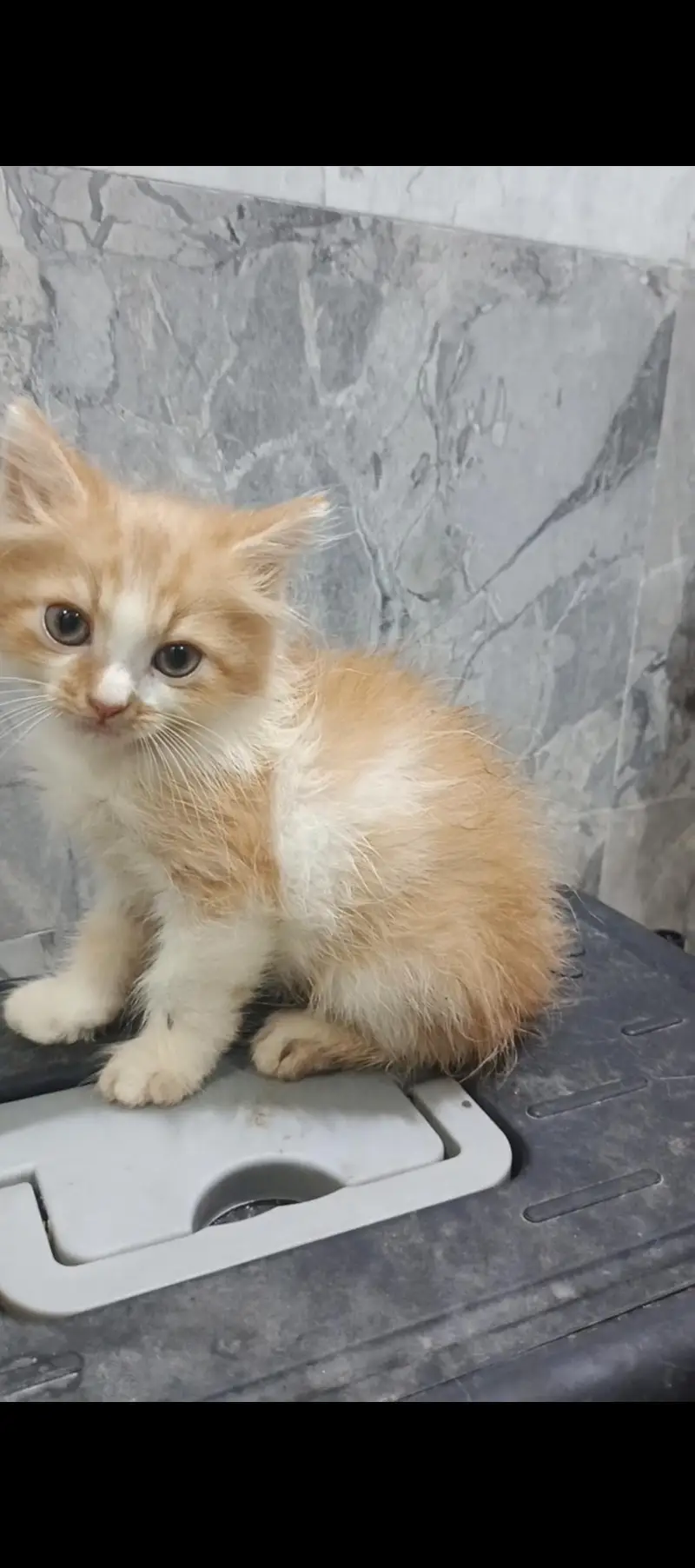 2 Kittens Persian | 2 Months Age — photo 6