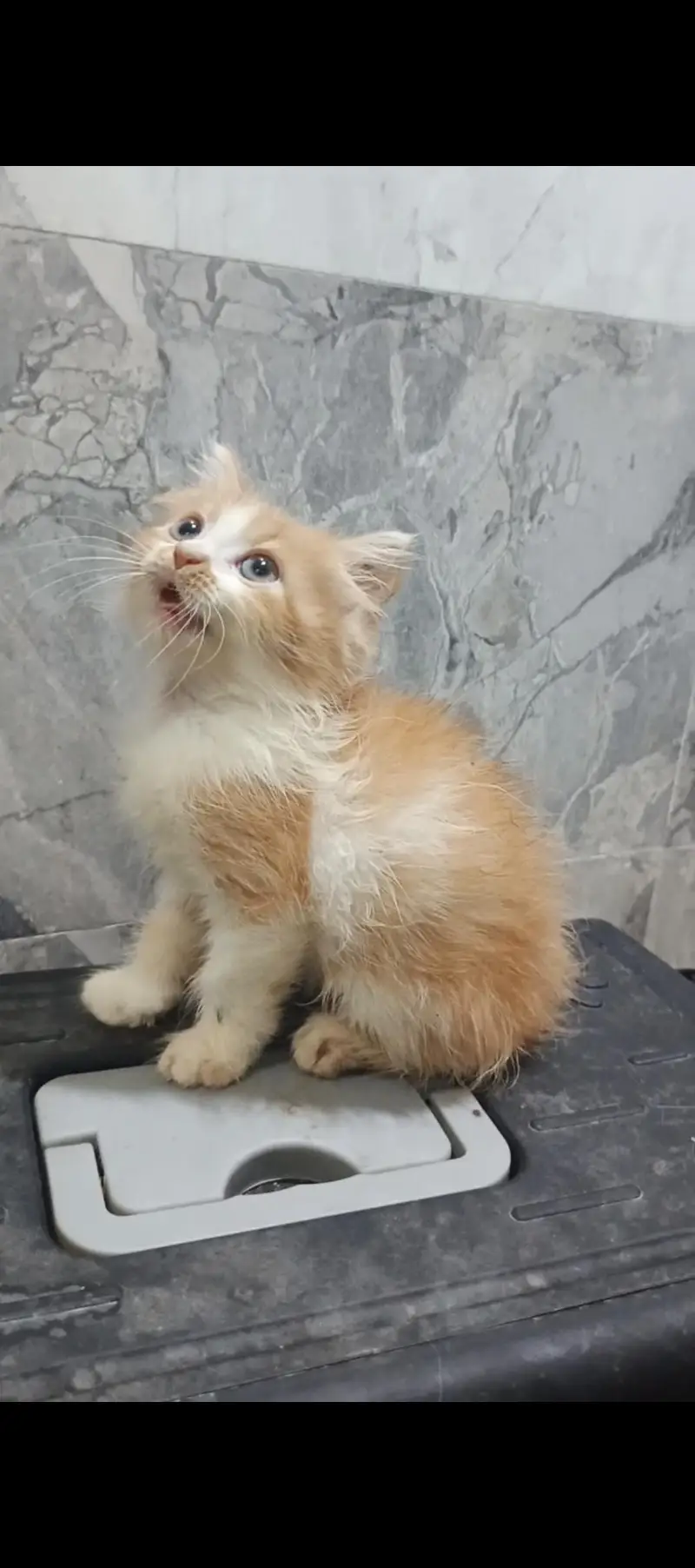 2 Kittens Persian | 2 Months Age — photo 7