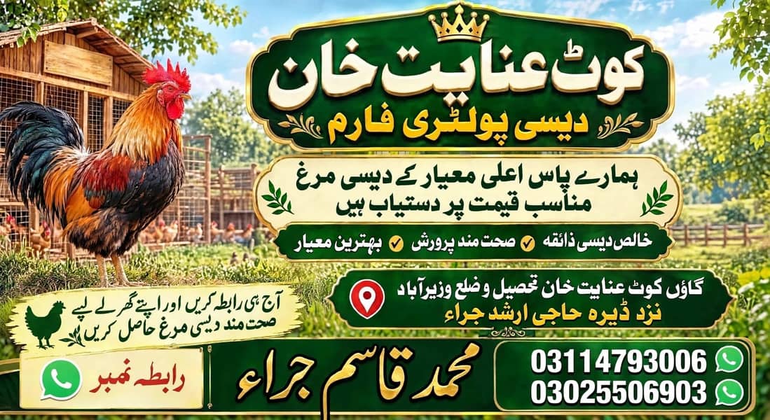 دیسی مرغ 1