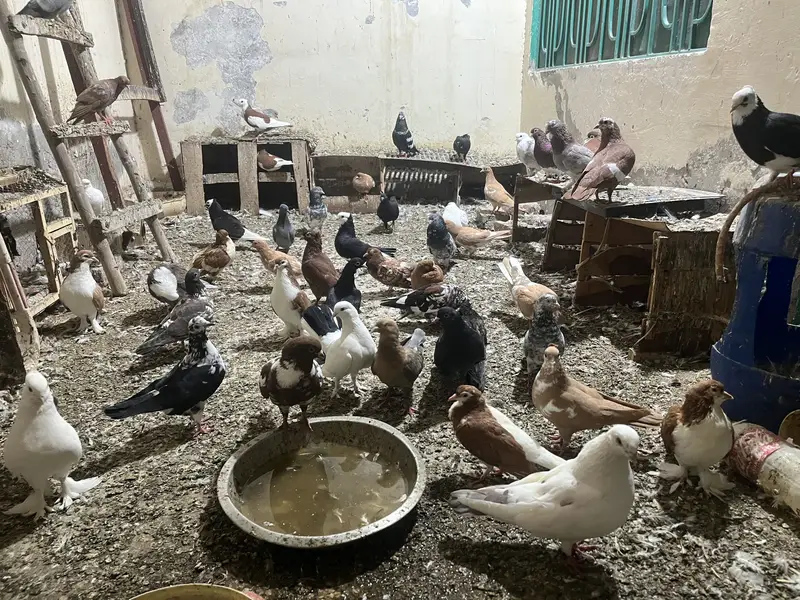 Sorry, Ek Saath Bech Na Hai Koi Bhai Ek Bana — photo 2
