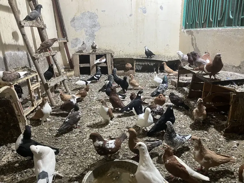 Sorry, Ek Saath Bech Na Hai Koi Bhai Ek Bana — photo 3