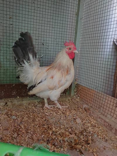 Fancy Cock / Male only