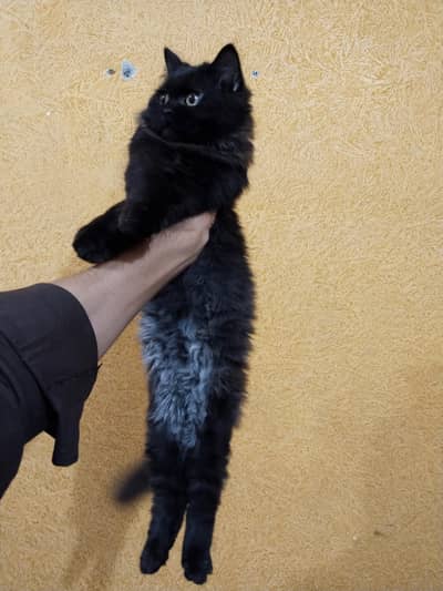 Black Persian cat