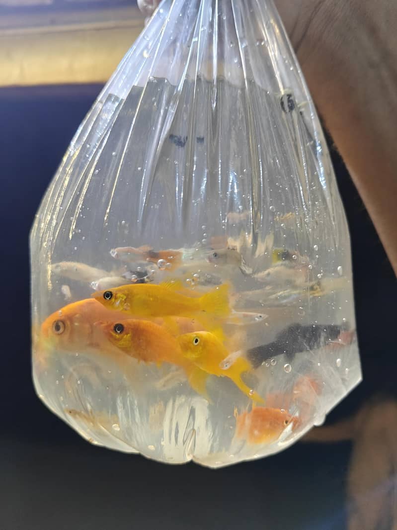 fish's 0