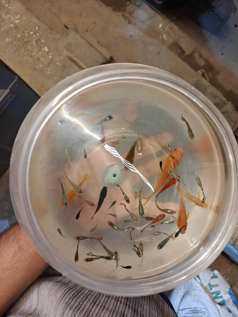 fish's 1