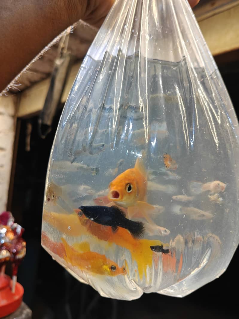 fish's 2