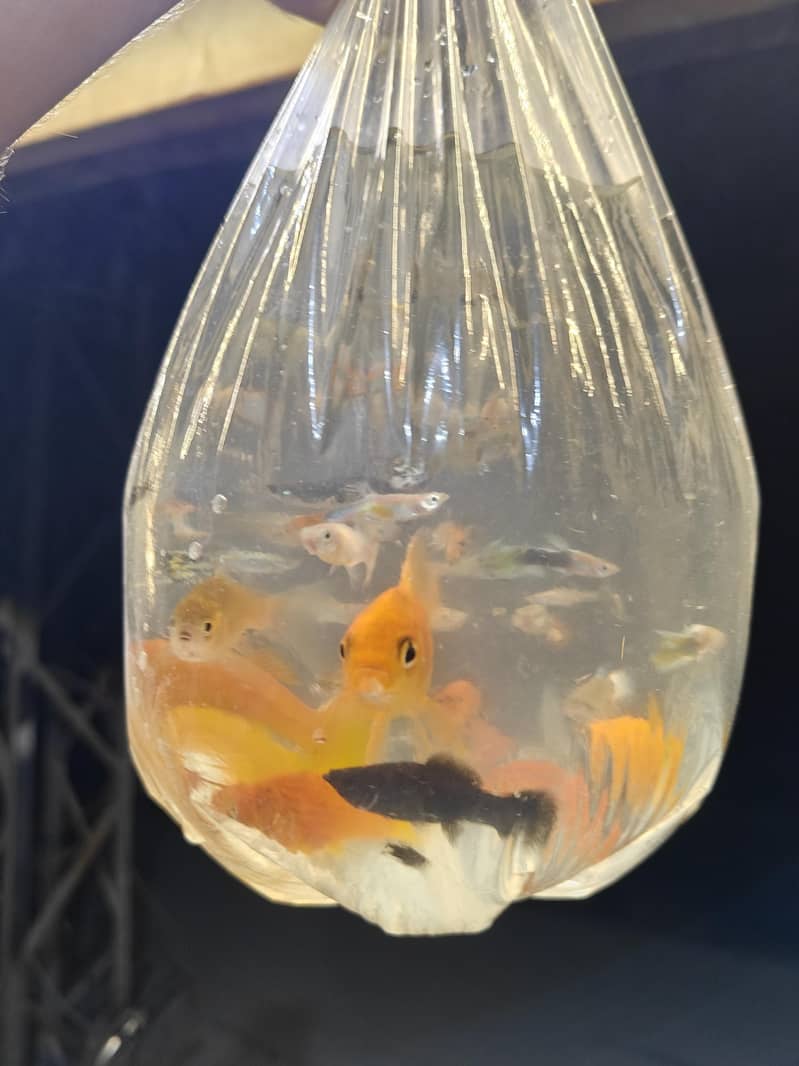 fish's 3