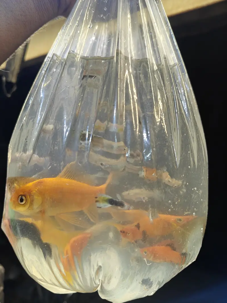 fish's — photo 5