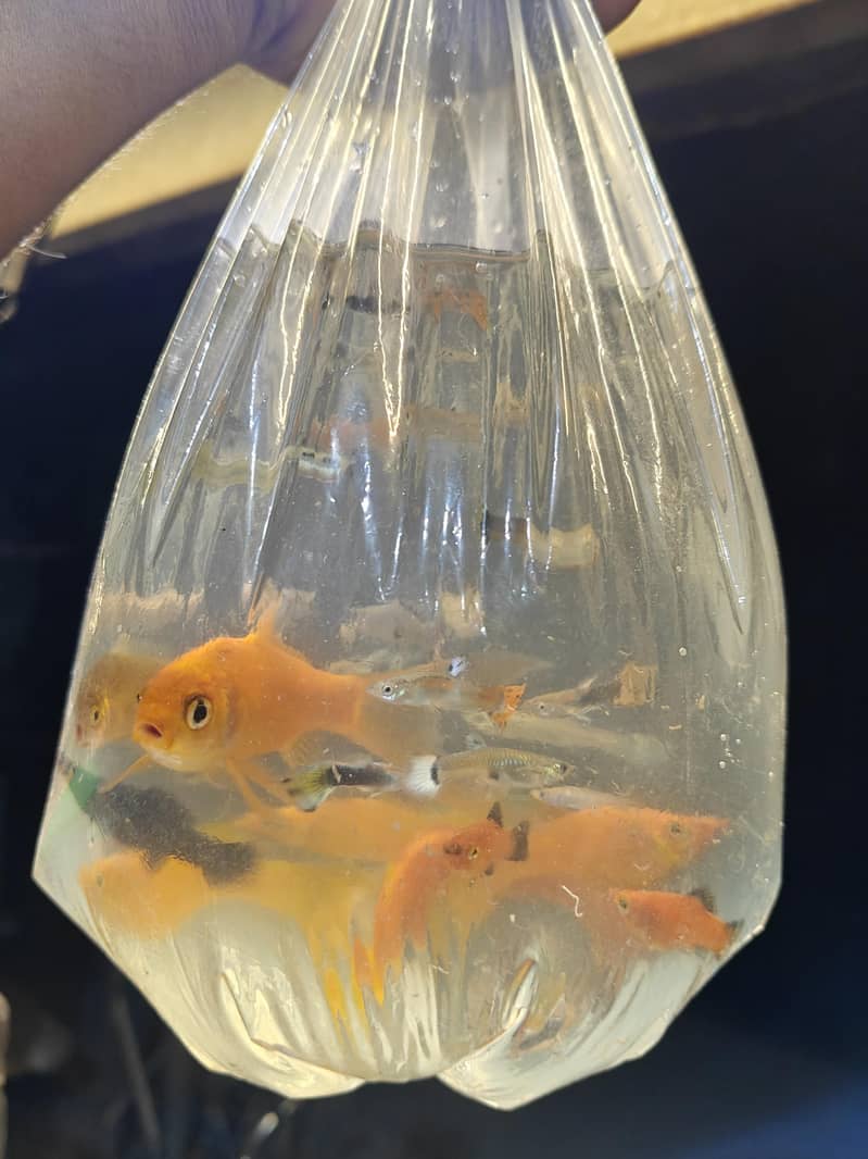 fish's 5