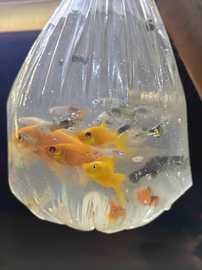 fish's 6