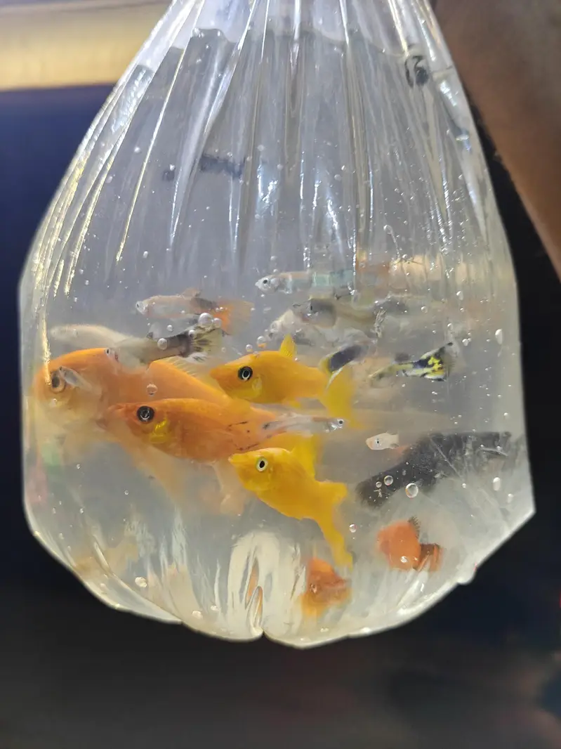 fish's — photo 7