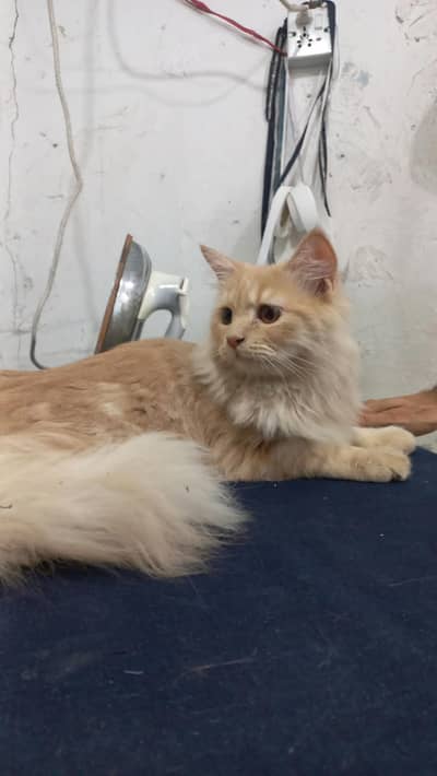 I have my Persian male cat selling reason changing home town