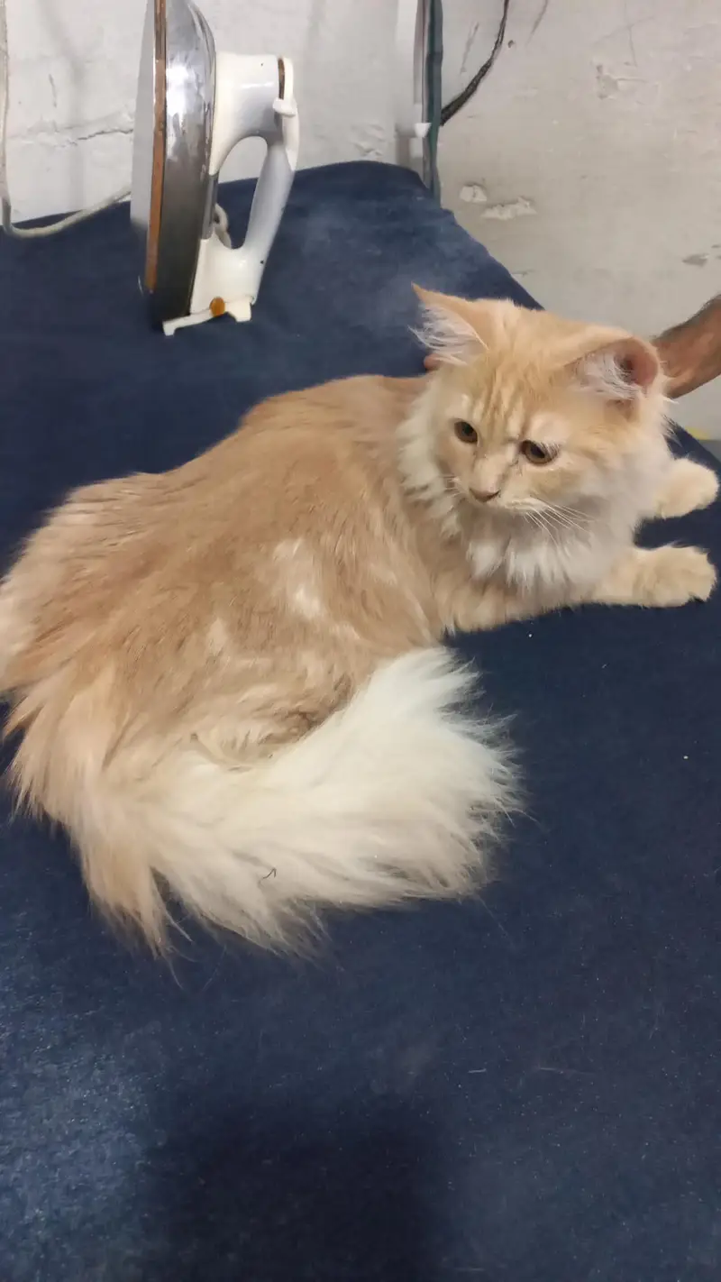 I have my Persian male cat selling reason changing home town — photo 2