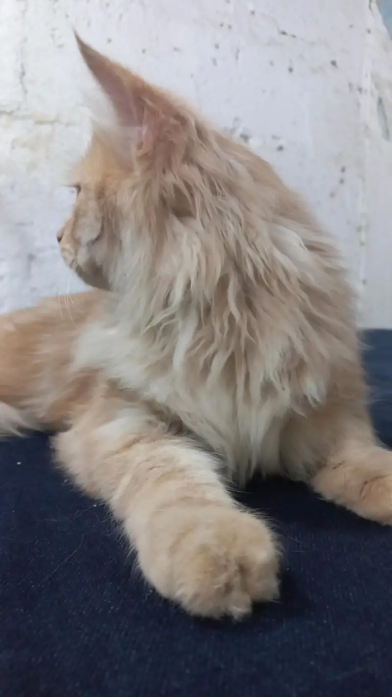 I have my Persian male cat selling reason changing home town — photo 4